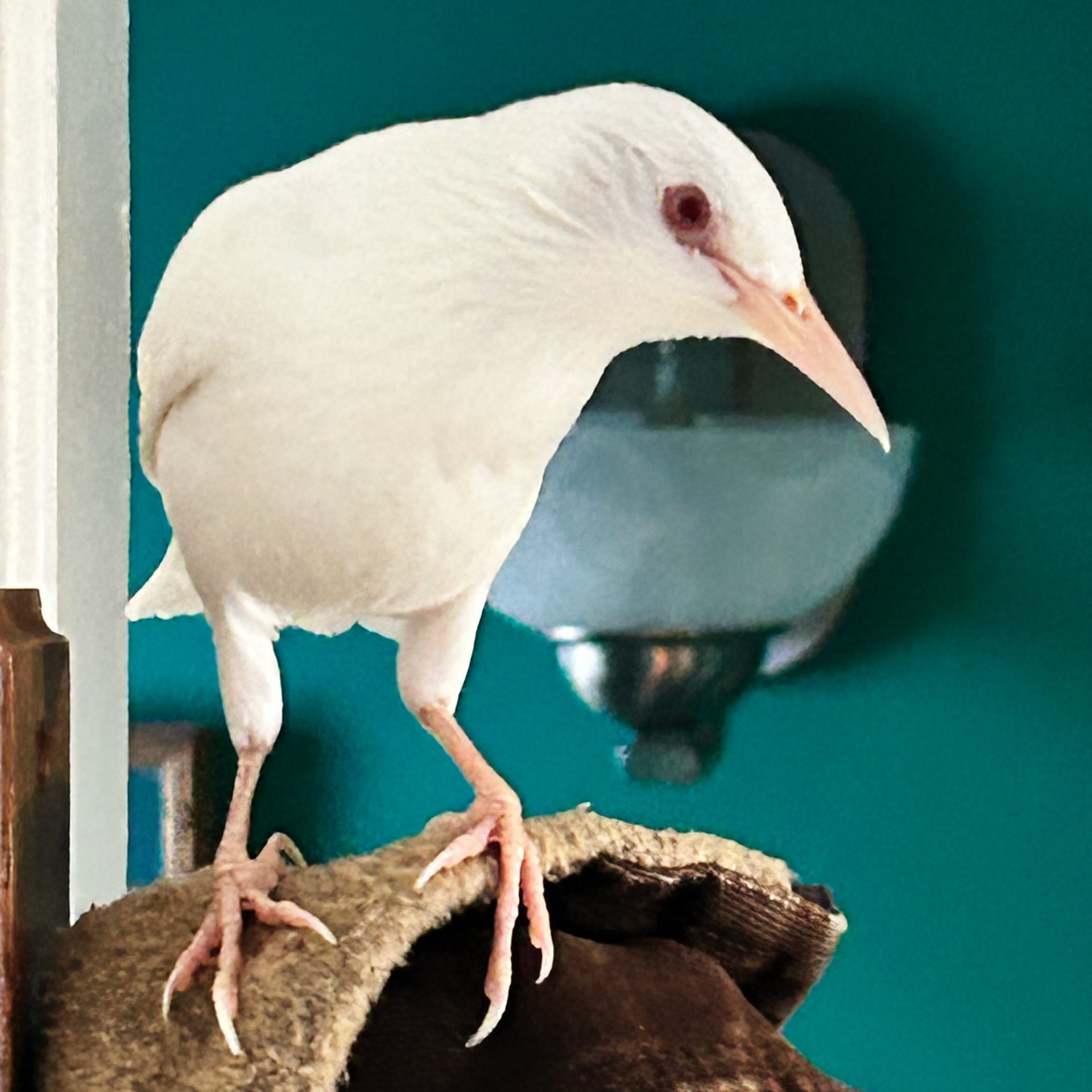Moby the white starling on top of a jacket