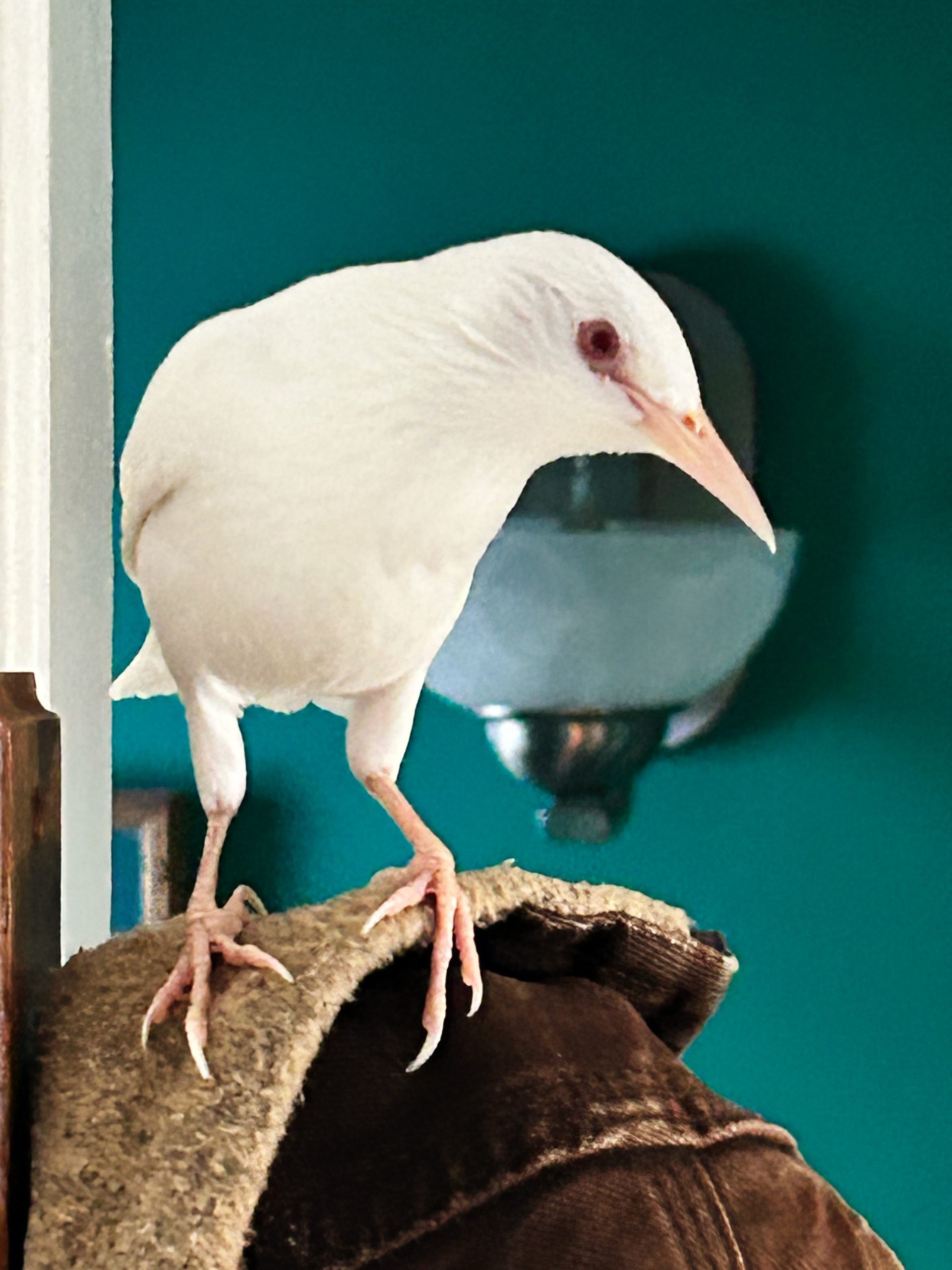 moby3 Moby the white starling on top of a jacket