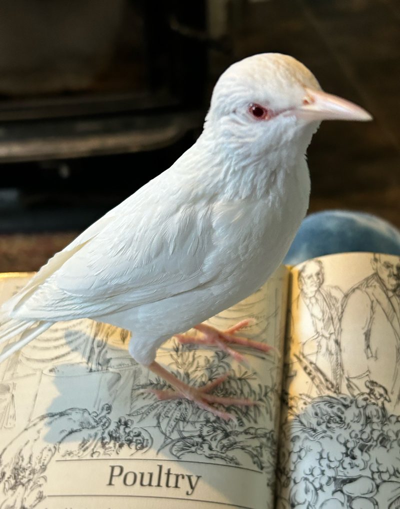 moby5 Moby the white starling on top of a book