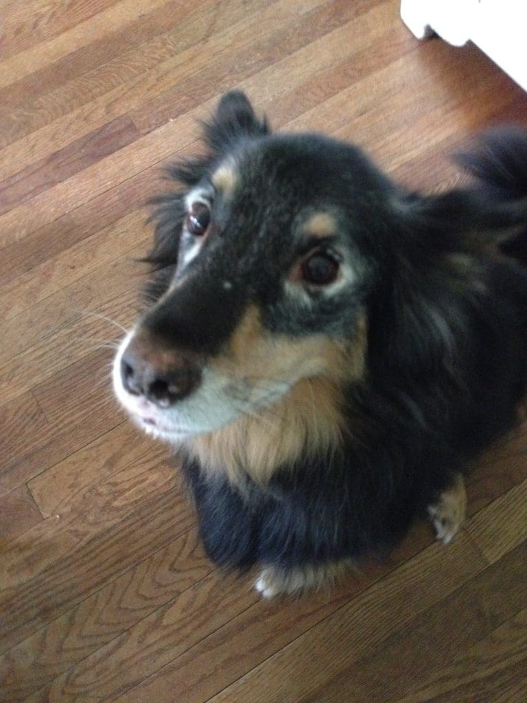 Our dog Charlie