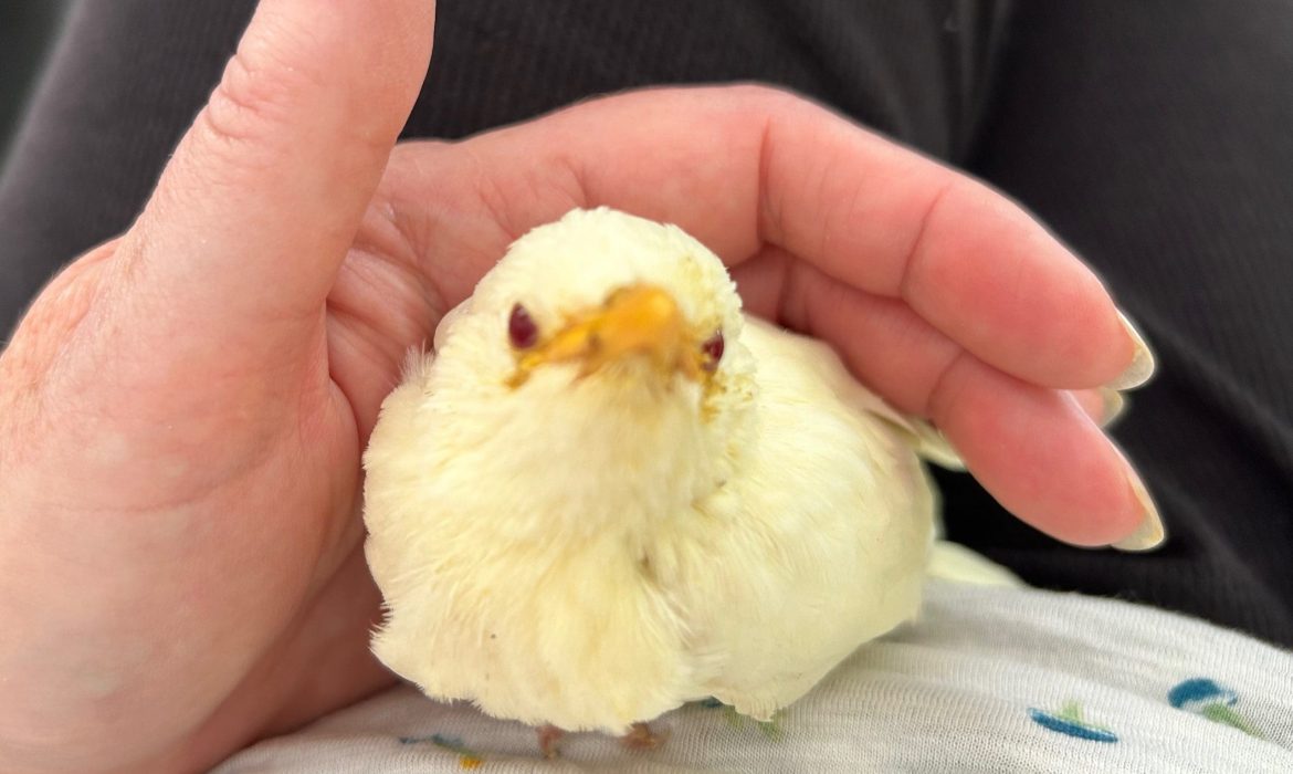 little_white_bird
