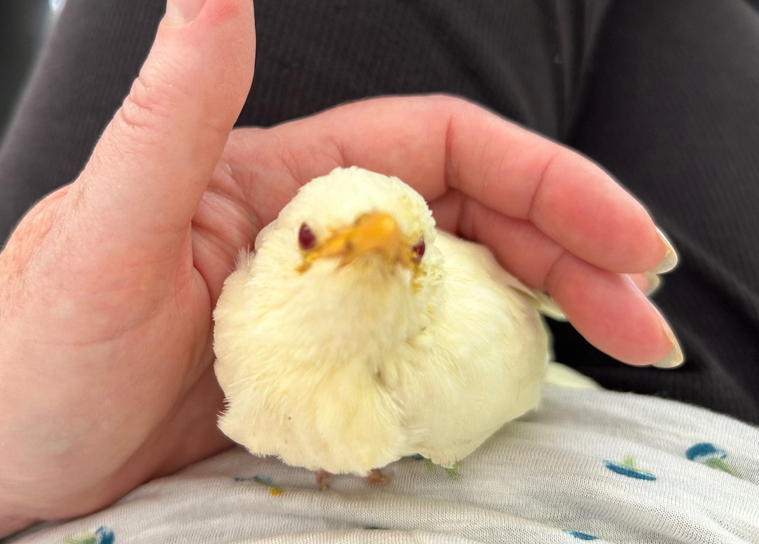 little_white_bird