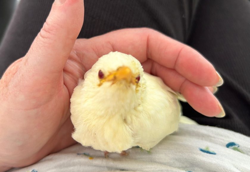 little_white_bird