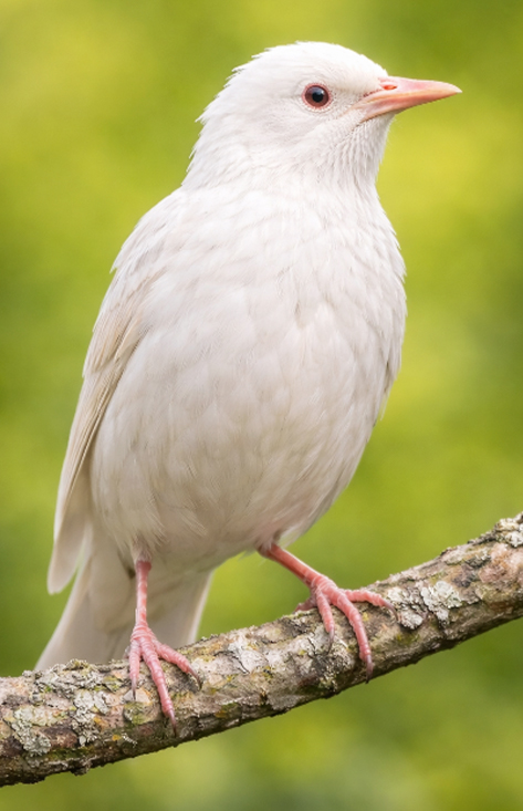 Albino Starling