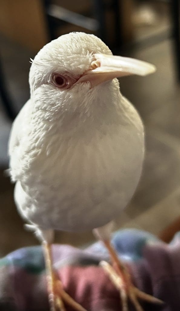 Moby's inquisitive gaze