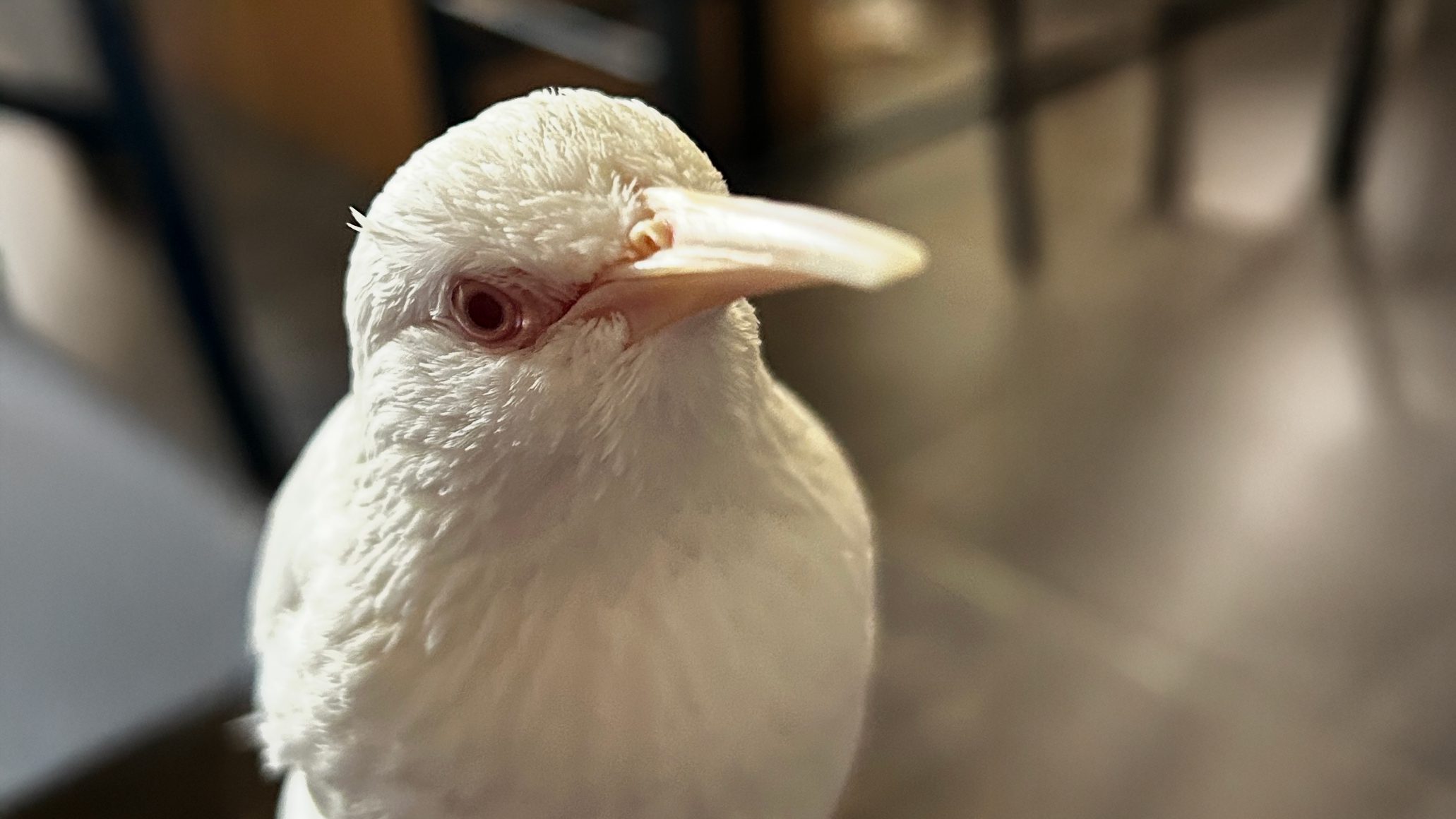moby_jan26