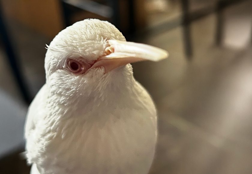 moby_jan26